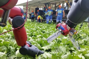 Na poljima nema radnika - tko će spašavati buduće berbe voća i povrća?