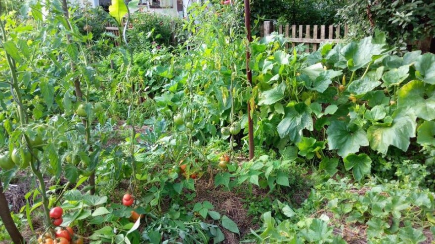 Zehrina stvara šumu hrane koja će biti jaka i stabilna bez hemije!