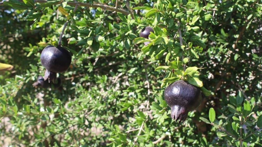 Sočan i sladak: Crni nar uskoro na evropskom tržištu