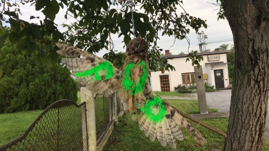 Povješali mrtve ptice kod župnog dvora jer su nezadovoljni svećenikom?!