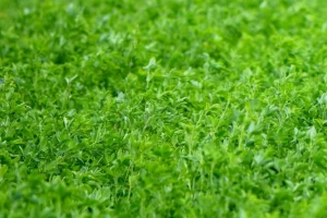 Kako zaraditi na skladištenju ugljenika u zemljište?