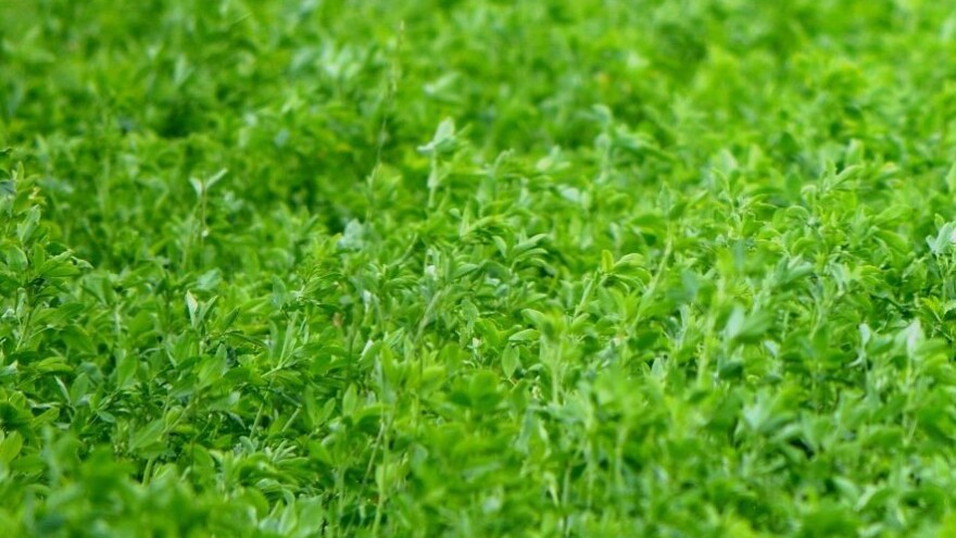 Kako zaraditi na skladištenju ugljenika u zemljište?