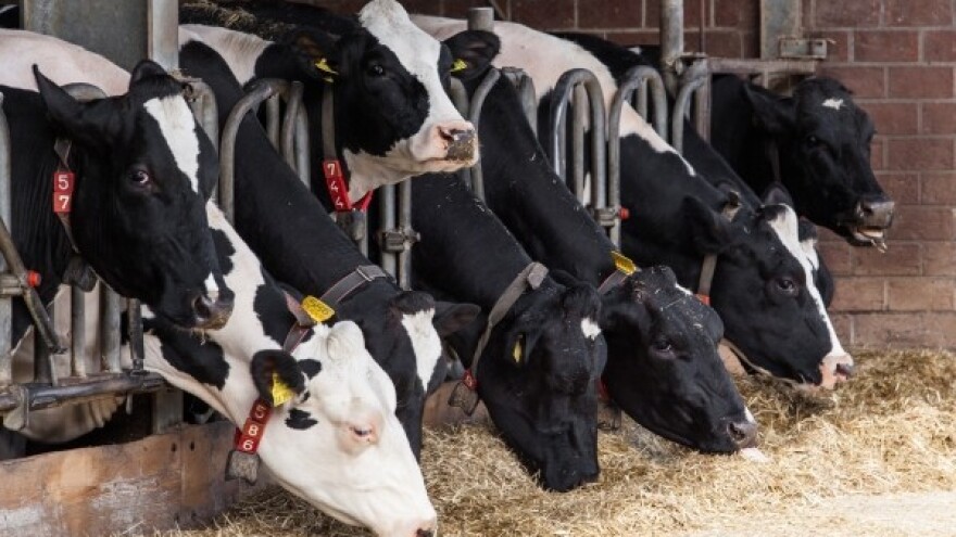 Specifična proizvodnja jedini izlaz za mljekare?