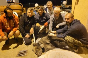 Taman se udomaćila: Bihaćka "urbana" medvjedica vraćena u šumu