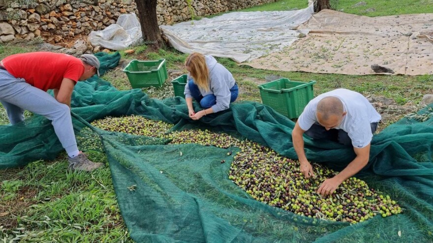 Maslina je (ne)obrana. Evo kako su maslinari zadovoljni ovom sezonom