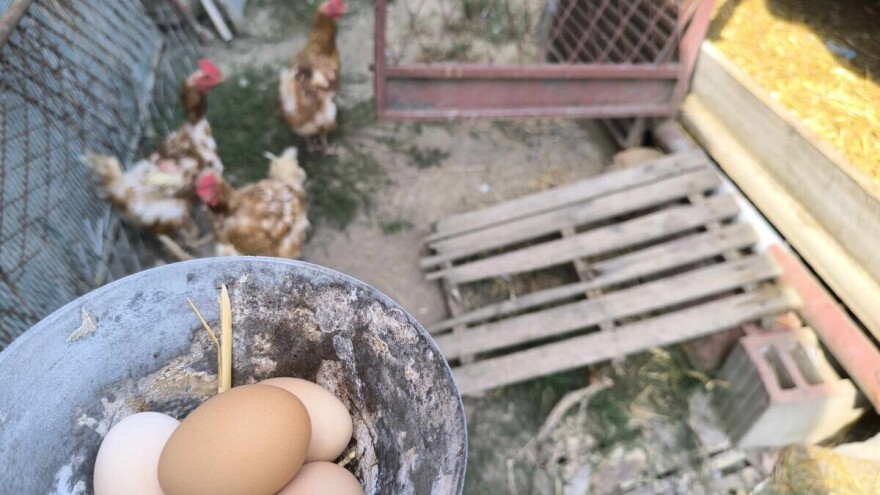 TISUP: Cijene pilećih trupova stabilne, značajan pad bilježe jaja S razreda