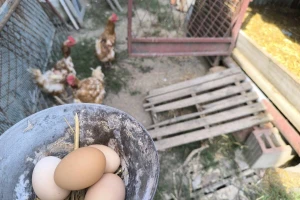 Kako su se kretale cijene jaja i pilećih trupova u srpnju?