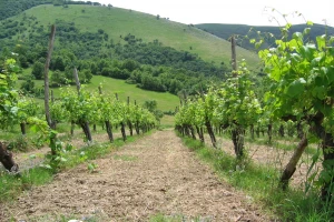 "Vršački vinogradi" prodati "Svislajonu"
