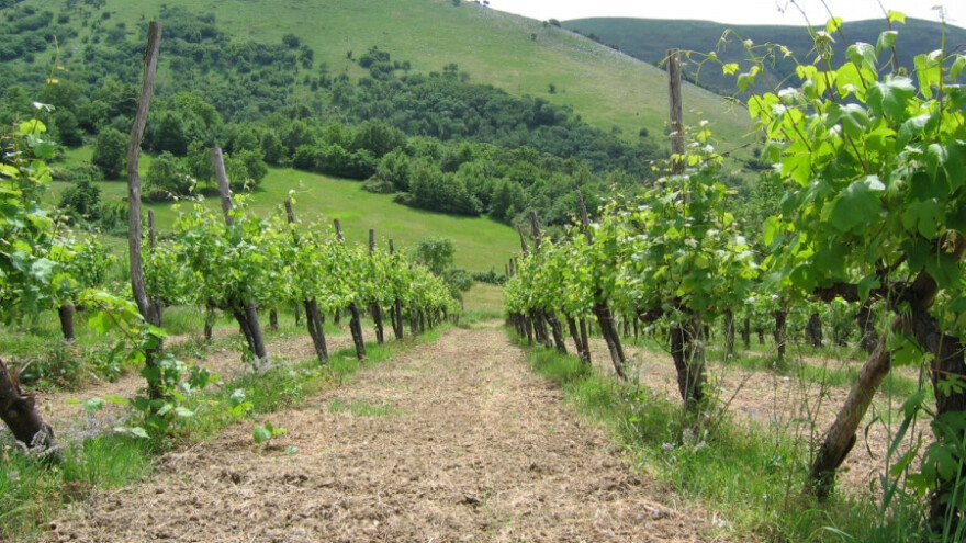 &quot;Vršački vinogradi&quot; prodati &quot;Svislajonu&quot;