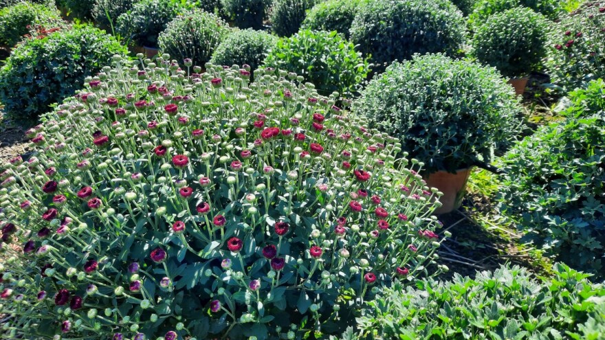 Krizanteme - cvijet jeseni koji je prebrodio nepovoljnu godinu