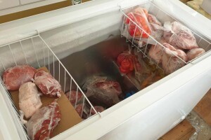 Prisilna svinjokolja na +25°C dovela i do nestašice zamrzivača!?
