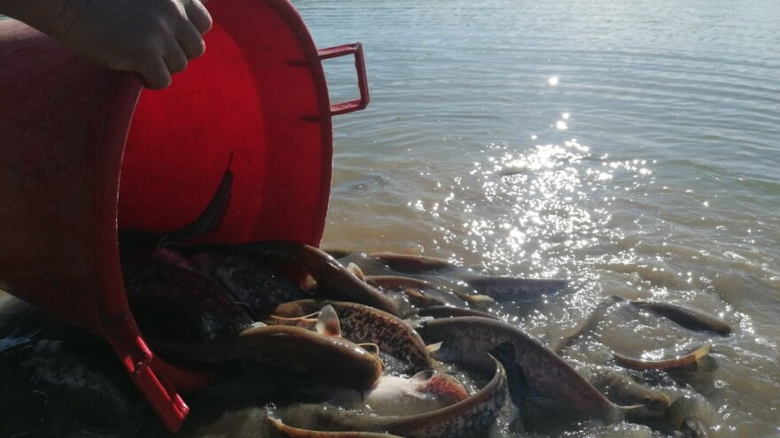 Ribarstvo u Srbiji u krizi, proizvodimo samo jednu pastrmku po stanovniku