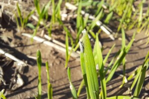 Uši i cikade u ozimim usjevima: Kada je vrijeme za tretman?