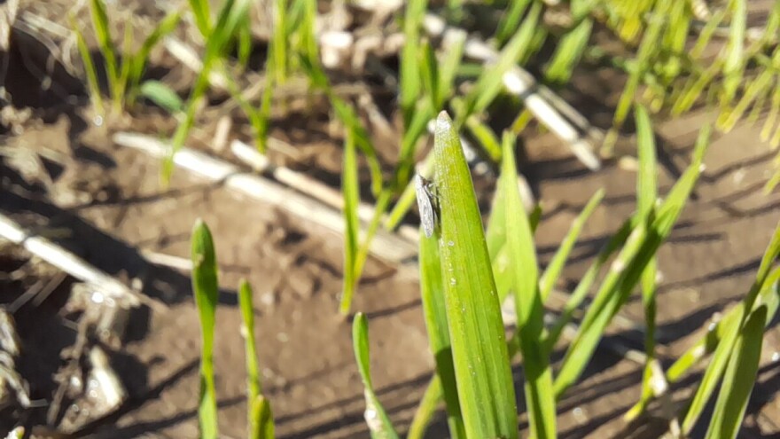 Vaši i cikade u ozimim usevima. Kada je vreme za tretman?