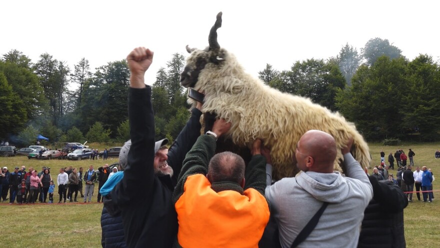 Vehidov ovan trijmufovao u Tesliću: "Moraš ga brate i platiti"