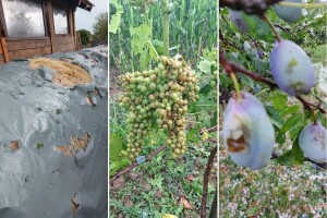 Led deset minuta drobio lozu i usjeve: Uništeni vinogradi, voćnjaci i usjevi