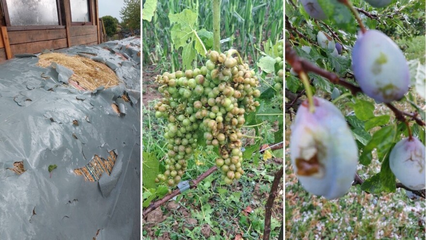 Led deset minuta drobio lozu i usjeve: Uništeni vinogradi, voćnjaci i usjevi