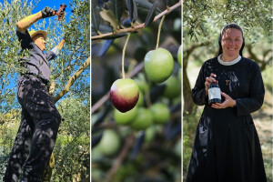 Berba maslina pri kraju, ulje izvrsno: Saznali smo i ovogodišnje cijene