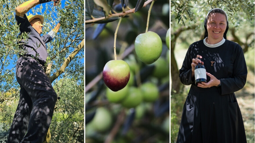 Berba maslina pri kraju, ulje izvrsno: Saznali smo i ovogodišnje cijene