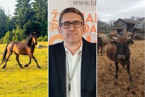 Prvi put u BiH: Autohtone pasmine u fokusu stručnjaka i uzgajivača