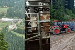 Tehnološka revolucija u srcu Vlašića: Robot za mužu i dušeci za krave na savremenoj farmi