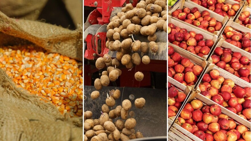 Nije dobro: Poljoprivreda FBiH bilježi pad biljne proizvodnje