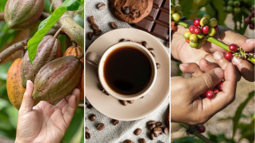 Cijene kafe od januara skočile za 75 posto, a kakao u godinu dana dvostruko skuplji