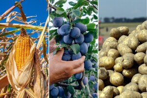 Koliko smo čega proizveli lani: Šta je rodilo, a šta podbacilo?