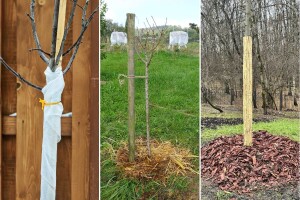 Kako zaštititi voćke od zimskih mrazeva? Evo nekoliko načina