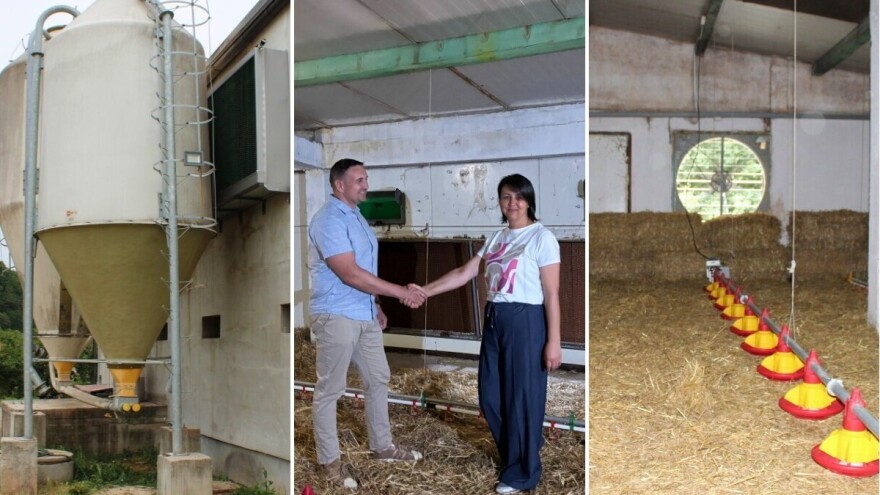 Iz prve ruke: Kako izgleda farma s rashladnim saćem tokom vrućina?