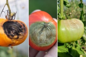 Što s plodovima rajčice koju je zahvatila plamenjača, vršna trulež ili ima ožegotine?