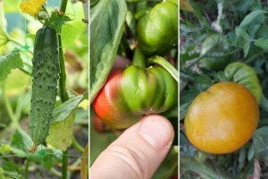 Zalijevam, a krastavci gorki, paprika zakržljala, rajčica ne dozrijeva - što se događa?