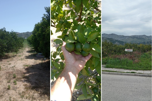 Odobrenje zaštitnih sredstava je dobra vijest, no uzgoj mandarine ne ugrožavaju samo štetnici