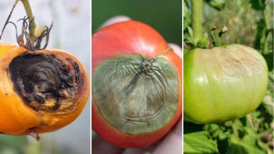 Šta sa plodovima paradajza koje je zahvatila plamenjača, vršna trulež ili ima ožegotine?
