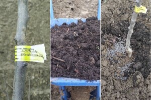 Tko misli da autohtone voćke ne treba njegovati - grdno se vara