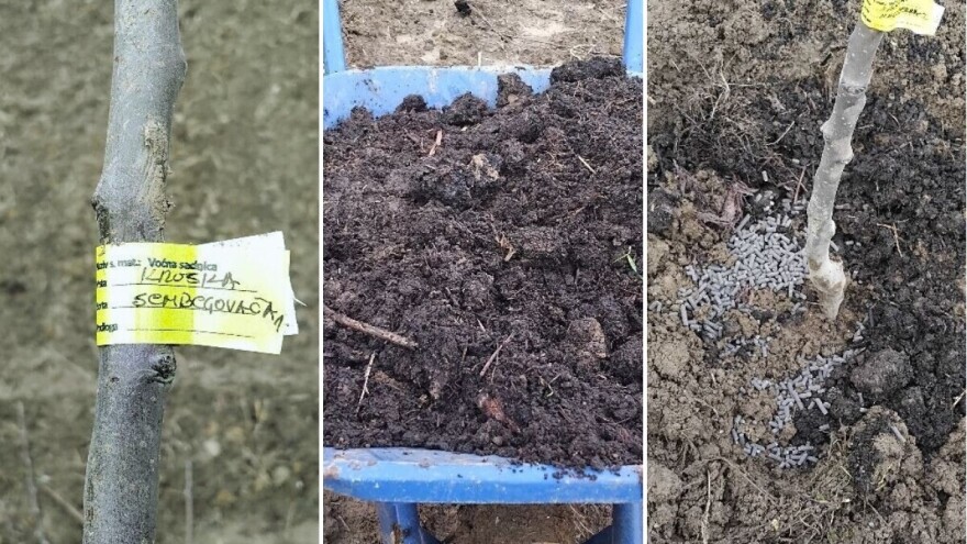 Ko misli da autohtone voćke ne treba njegovati - grdno se vara