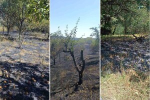 Palio suho bilje na svom imanju pa zapalio susjedna: Izgorjeli voćnjaci, vinogradi i dio šume