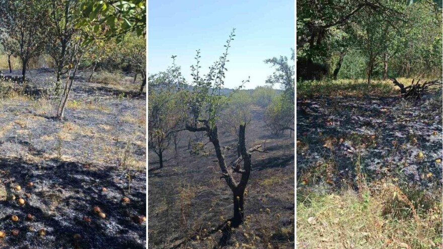 Palio suho bilje na svom imanju pa zapalio susjedna: Izgorjeli voćnjaci, vinogradi i dio šume