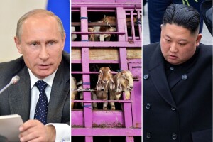 Nikad veći prijatelji: Putin poslao 447 koza u Sjevernu Koreju