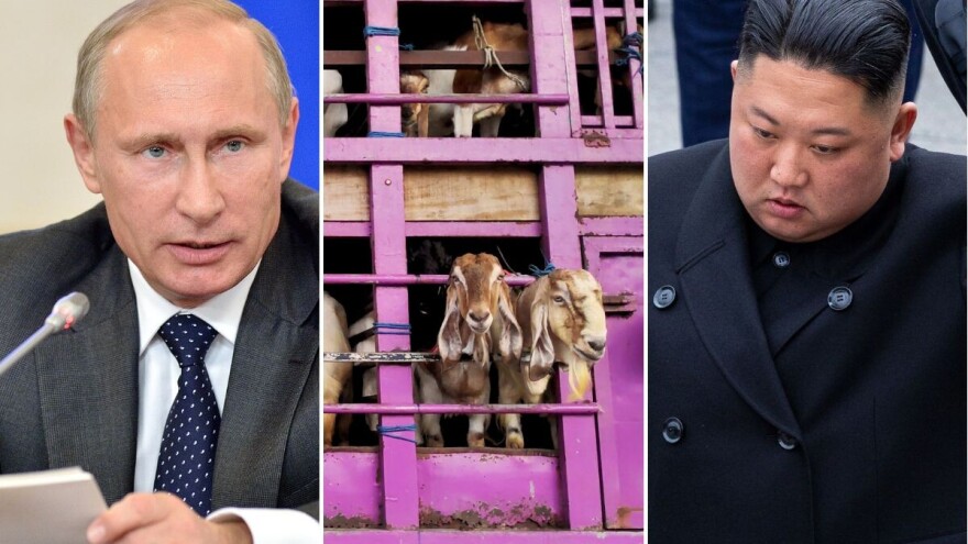 Nikad veći prijatelji: Putin poslao 447 koza u Sjevernu Koreju