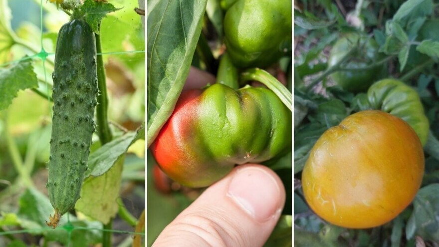 Zalijevam, a krastavci gorki, paprika zakržljala, rajčica ne dozrijeva - što se događa?