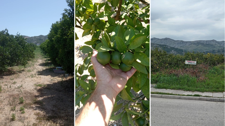 Odobrenje zaštitnih sredstava je dobra vijest, no uzgoj mandarine ne ugrožavaju samo štetnici