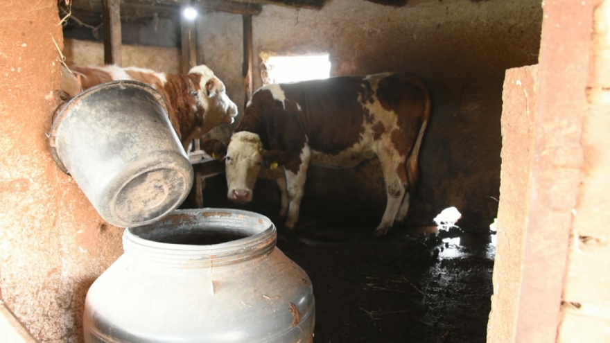 Da li ima nade za srpsko mlekarstvo?