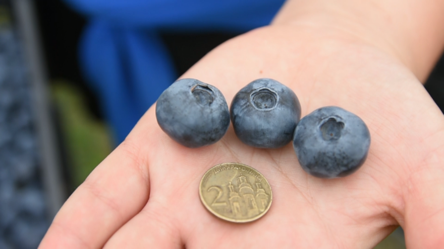 "Uzdrmana" isplativost borovnice? Koje su cake u uzgoju?