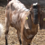 Anglo-nubijska koza: Visoka plodnost i masno mleko je prednost u odnosu na ostale rase?