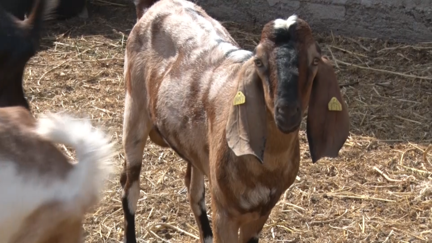 Anglo-nubijska koza: Visoka plodnost i masno mleko je prednost u odnosu na ostale rase?