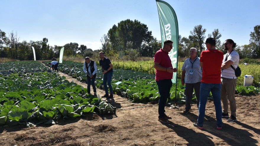 Dani polja rajčice i kupusnjača Hazera kod Milana Živkovića
