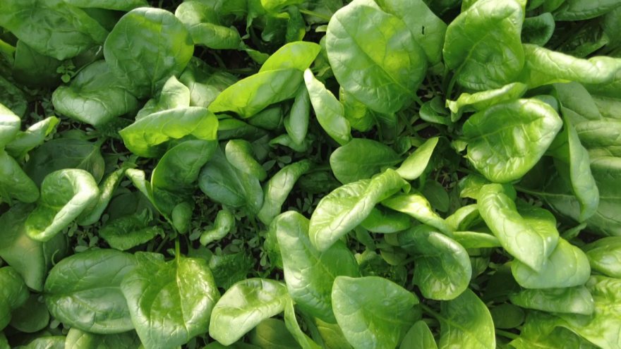 Spanać - ne zahteva hemijske tretmane ni posebnu negu