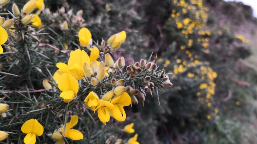 Bodljikavi štipavac ili obični uleks - žuti ljepotan "teške naravi"