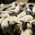 Stočar o lipskoj ovci: Mnogo me ne koštaju, od njih mnogo nisam ni očekivao